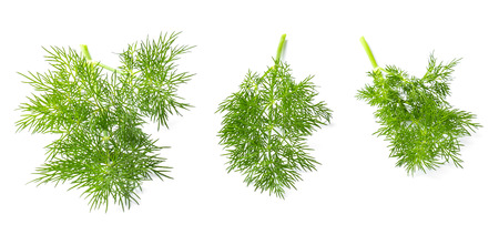Dill branches isolated on white backgroundの写真素材
