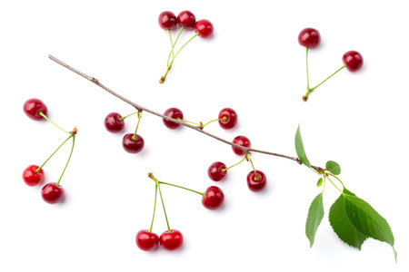 Cherry on the white backgroundの写真素材