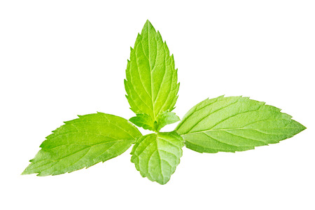 Fresh ripe mint branch, isolated on the white backgroundの写真素材