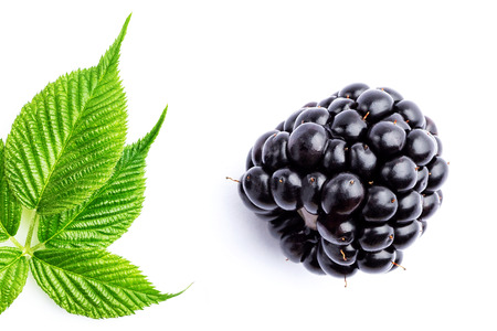 One blackberry and leavesの写真素材