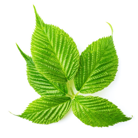 Blackberry leaves isolated on whiteの写真素材