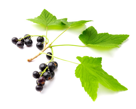 Branch of the ripe black currant on whiteの写真素材