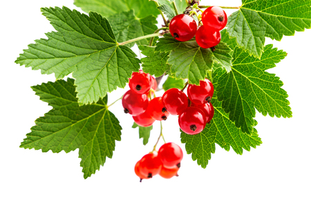 Branch of the red currant on the whiteの写真素材