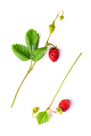 Small delicious strawberry on the bunchの写真素材