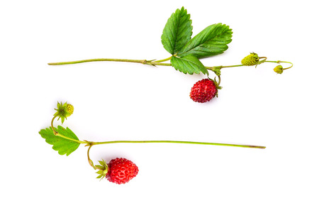 Two bunches of the red strawberry, view from topの写真素材
