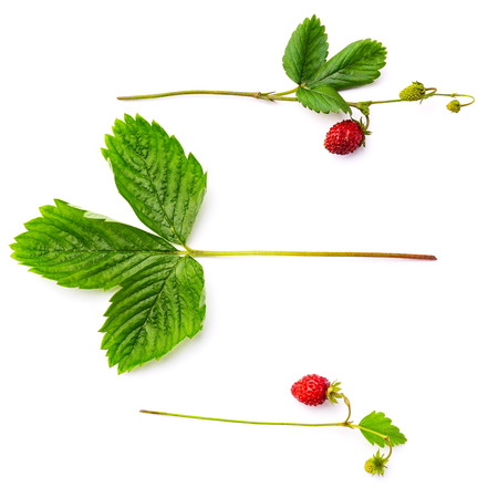 Redforest strawberry, view from topの写真素材