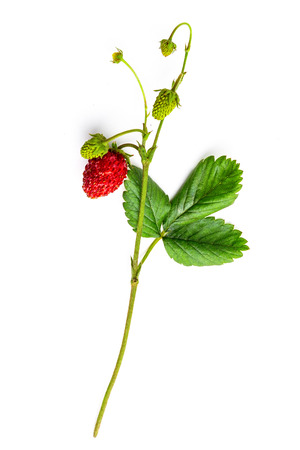 Top view of forest strawberry and leafの写真素材