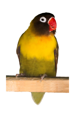 Conure parrot on the branchの写真素材