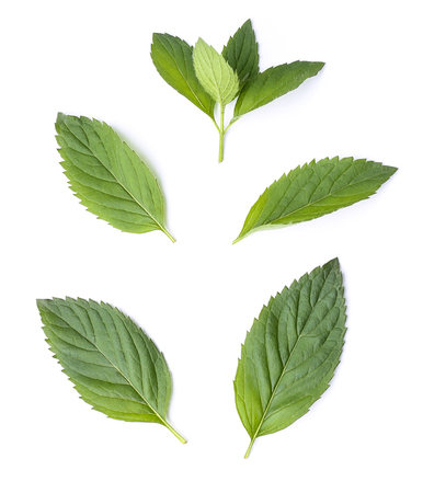 Mint leaves as branchの写真素材