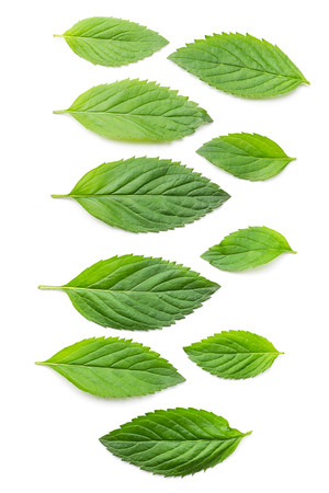 Set of mint leaves in a rowの写真素材