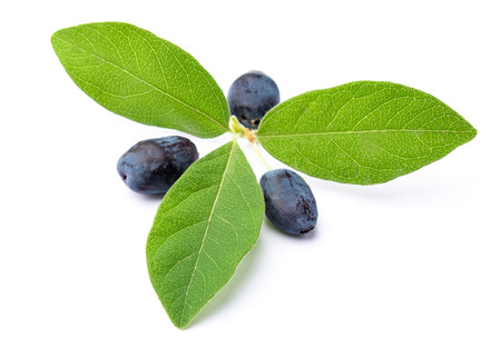 Honeysuckle with green leavesの写真素材