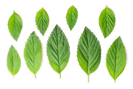 Different size mint leaves on white surfaceの写真素材