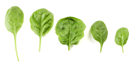 Top view of the spinach in a rowの写真素材