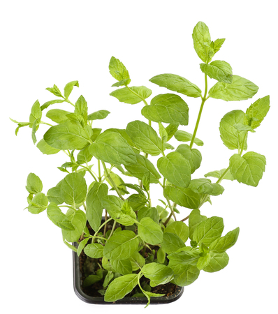 Mint aroma plant in soilの写真素材