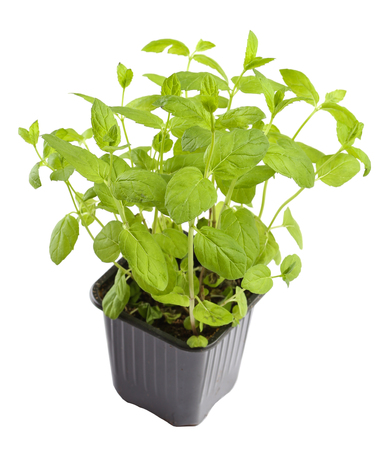 Plant ofaroma mint in pod with soilの写真素材