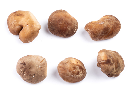 Set of shiitake mushrooms, view from topの素材 [FY310114497672]