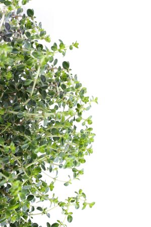 Citrus thyme or oregano on a whiteの写真素材