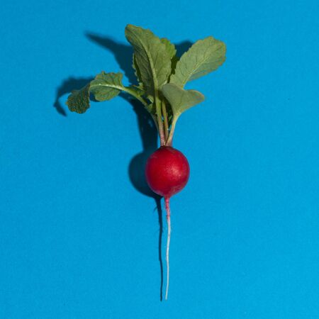 One raw radish on blue surfaceの写真素材