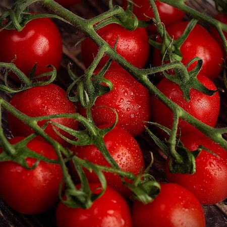 Fresh tomatoes in water dropsの写真素材