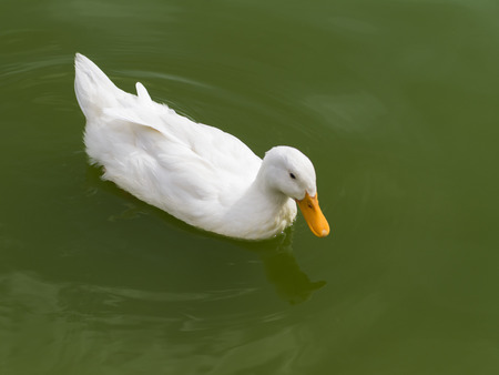 White duck swimming in pondの写真素材