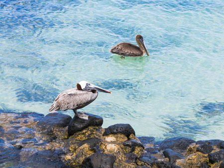 Pair of pelicans in the Galapagos Islandsの写真素材