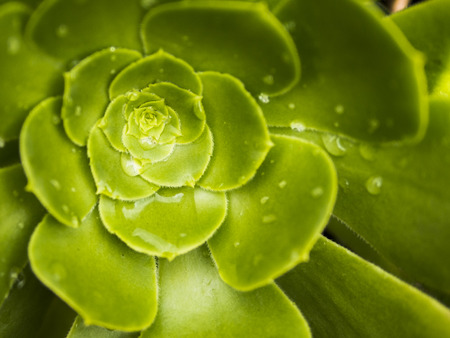 Succulent plantの写真素材