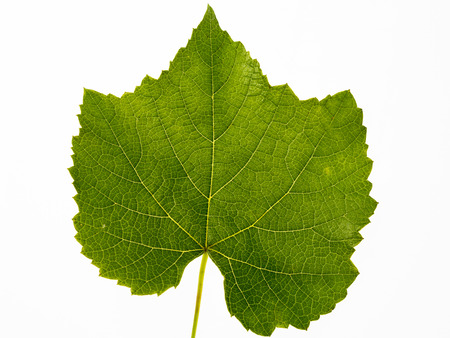 Grape leafの写真素材