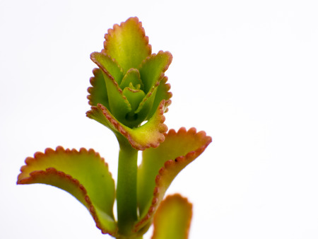 Aeonium on white backgroundの写真素材