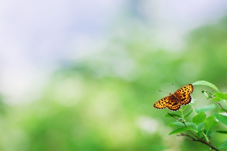 Monarch butterfly on a tropical plantの写真素材