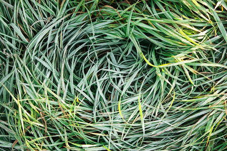 green grass with morning frost with sunlight in the garden, Frozen grassの写真素材