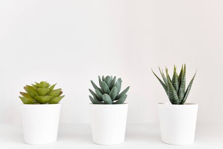 Three small green flowers in white pots on a white