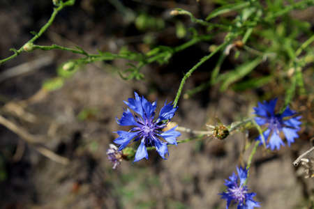 Blue wild wild flower on a blurred background.