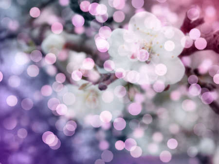 Blooming spring fruit tree, blurred bokeh pattern.の写真素材