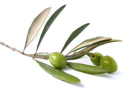 Fresh olives on twig isolated on whiteの写真素材