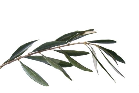 twig olives isolated on white backgroundの写真素材