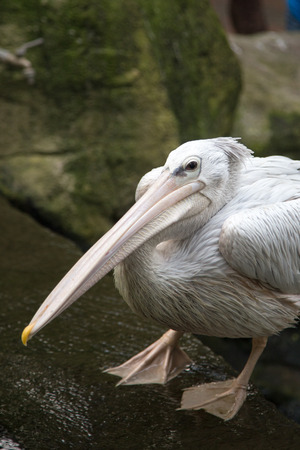 White Pelican Pelecanus onocrotalusの写真素材