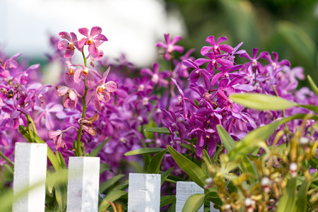 Purple orchid behind a white fence.