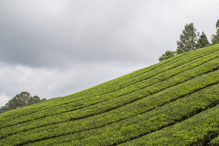 Tea Plantation At Cameron Highlands Malaysiaの写真素材