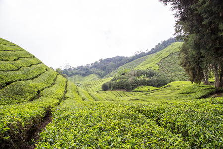 Tea Plantation At Cameron Highlands Malaysiaの写真素材