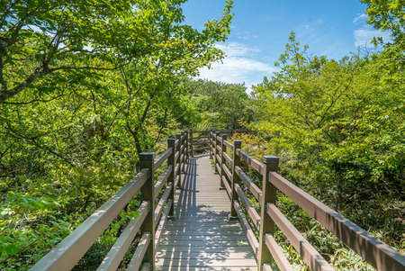 Hallasan Mountain, a heritage National Park at Jeju island Koreaの写真素材