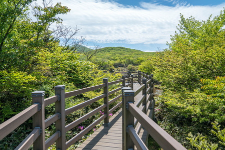 Hallasan Mountain, a heritage National Park at Jeju island Koreaの写真素材