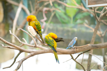 KL Bird Park. Peach Face Lovebird Parrot (Agapornis roseicollis).の写真素材
