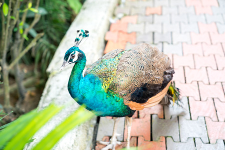 KL Bird Park. Indian Blue Peacock Peafowl (pavo cristatus).の写真素材