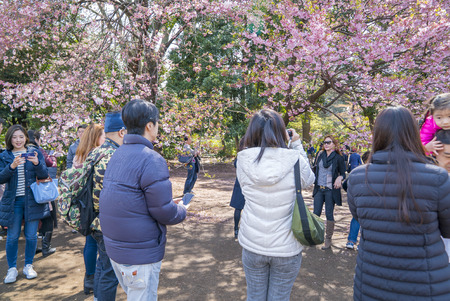 Shinjuku, Tokyo, Japan - April 02, 2017: Shinjuku Gyoen National Park during early cherry blossom (sakura hanami). It is one of the most famous place to view sakura flowerのeditorial素材