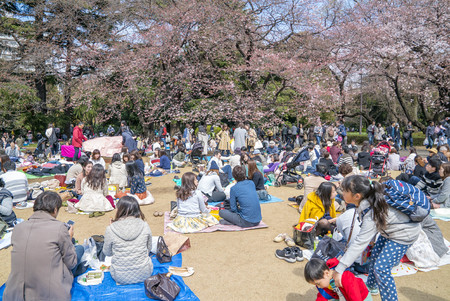 Shinjuku, Tokyo, Japan - April 02, 2017: Shinjuku Gyoen National Park during early cherry blossom (sakura hanami). It is one of the most famous place to view sakura flowerのeditorial素材