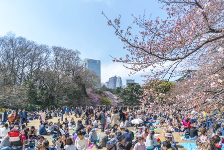 Shinjuku, Tokyo, Japan - April 02, 2017: Shinjuku Gyoen National Park during early cherry blossom (sakura hanami). It is one of the most famous place to view sakura flowerのeditorial素材