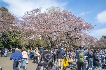 Shinjuku, Tokyo, Japan - April 02, 2017: Shinjuku Gyoen National Park during early cherry blossom (sakura hanami). It is one of the most famous place to view sakura flowerのeditorial素材