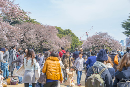 Shinjuku, Tokyo, Japan - April 02, 2017: Shinjuku Gyoen National Park during early cherry blossom (sakura hanami). It is one of the most famous place to view sakura flowerのeditorial素材