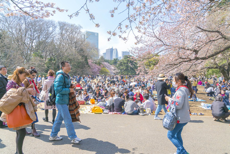 Shinjuku, Tokyo, Japan - April 02, 2017: Shinjuku Gyoen National Park during early cherry blossom (sakura hanami). It is one of the most famous place to view sakura flowerのeditorial素材