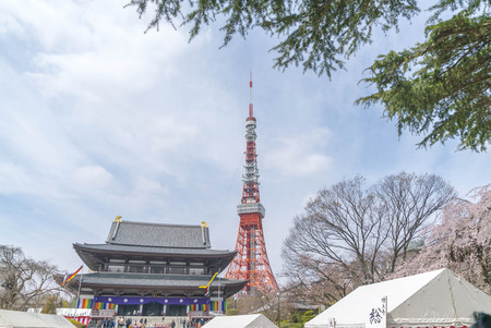 Minato, Tokyo, Japan - April 02, 2017: Shiba Park during early cherry blossom (sakura hanami). It is one of the most famous place to view sakura flower nearby Tokyo Towerのeditorial素材